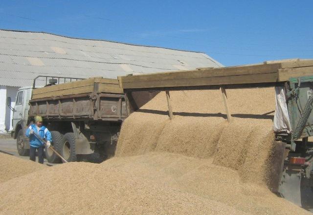 Фото Сельхозпроизводители Челябинской области смогут увеличить закупки зерна из государственного фонда на 500 тысяч тонн