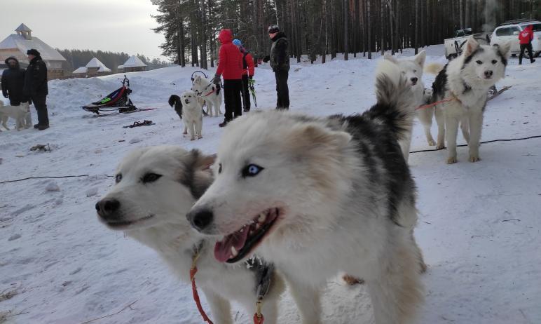 Фото В Челябинской области провели авторскую гонку «Созвездие гончих псов»