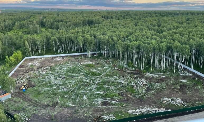 Фото Судебный спор о челябинском лесе разрешится в следующем году