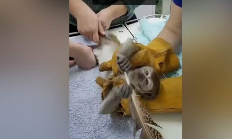 Фото В зоопарке Челябинска яванской макаке делают массаж и в ее расписании дня есть релакс