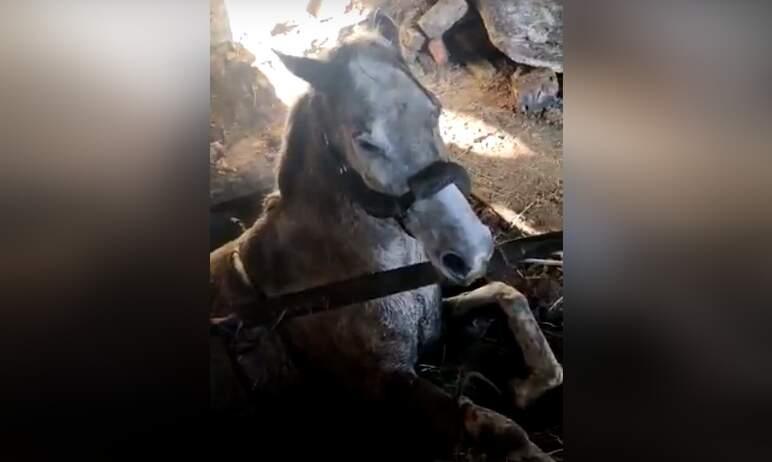 Фото В Челябинске лошадь провалилась в погреб