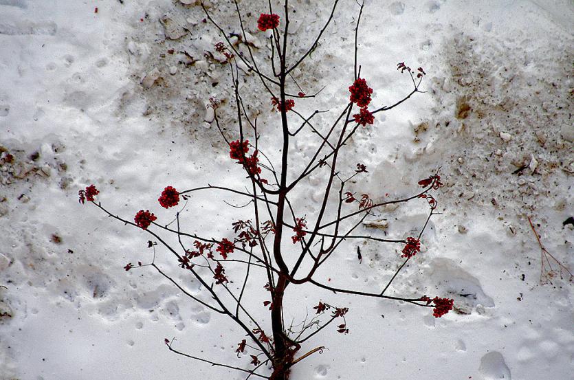 Фото В Челябинской области морозно, небольшой снег