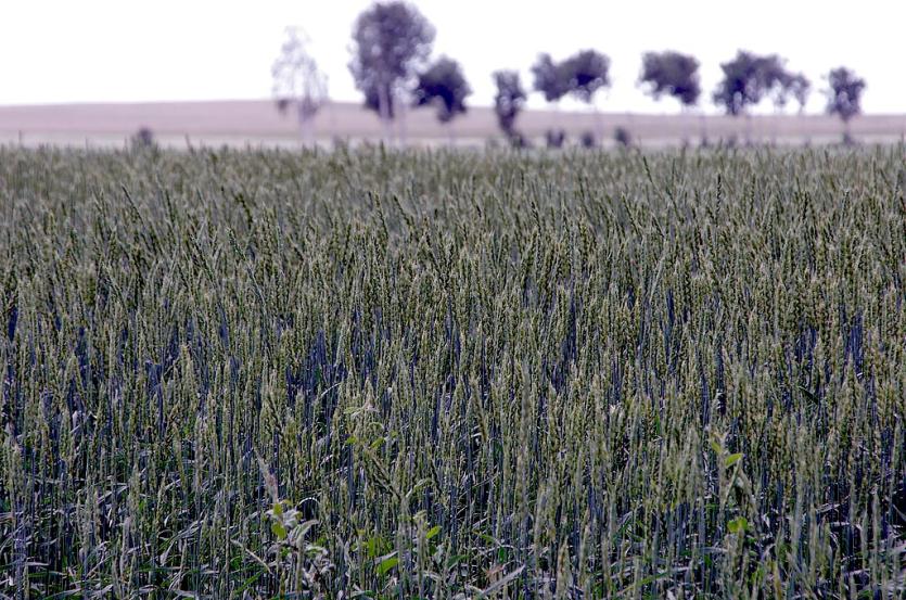 Фото Производство зерна в Челябинской области планируется увеличить за счет озимых