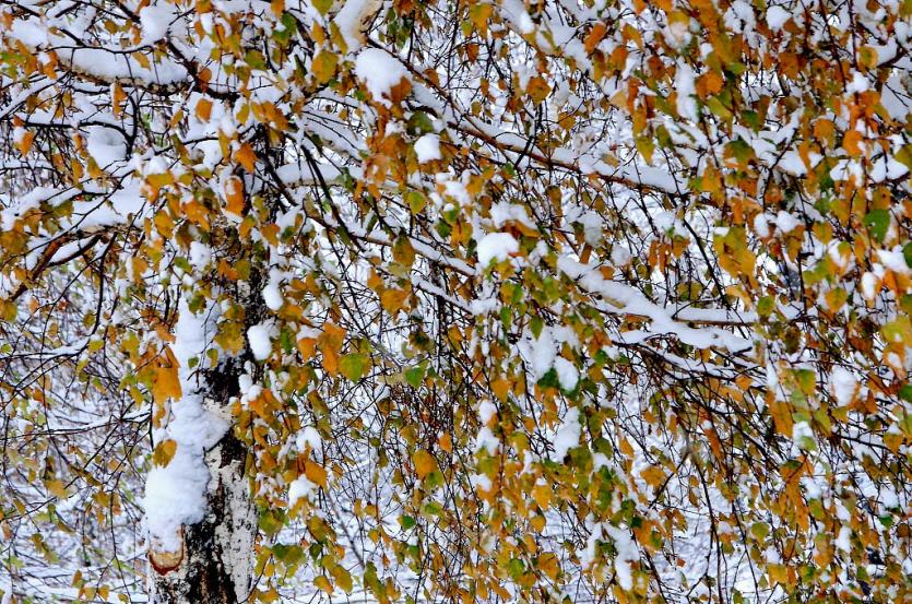 Фото В Челябинской области снег с дождем, гололед