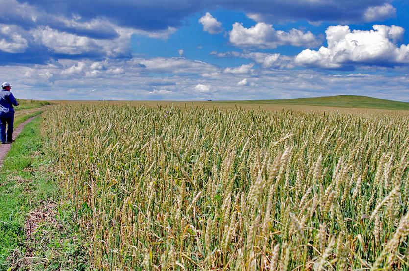 Фото Южноуральским аграриям нужно будет подтвердить качество и безопасность выращенного зерна