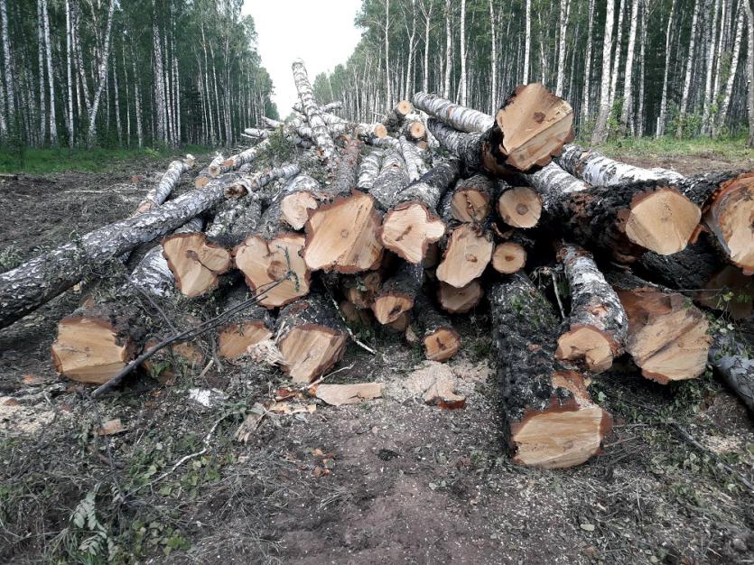 Фото СПЧ: Нецелесообразно вырубать деревья и строить Томинский ГОК до проведения экспертизы