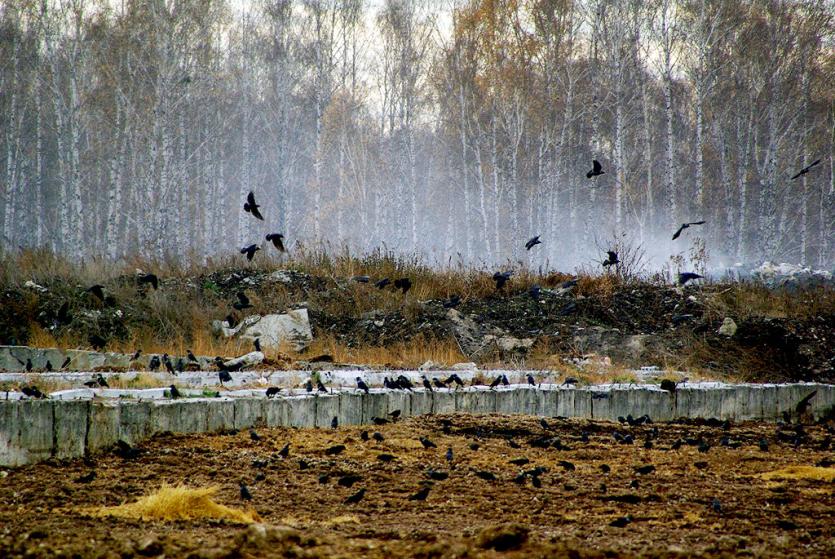 Фото Сосновский суд запретил сливать нечистоты на территорию Ужовского бора