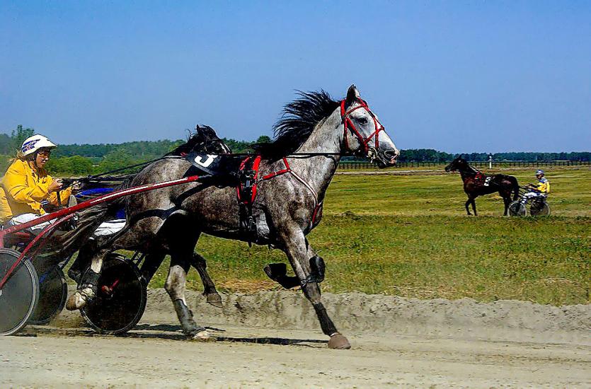 Фото  В Челябинской области справляют День лошади