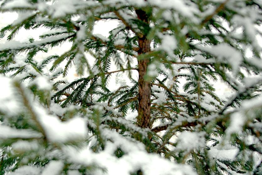 Фото В Челябинске начались рейды по выявлению нелегальных торговцев елками