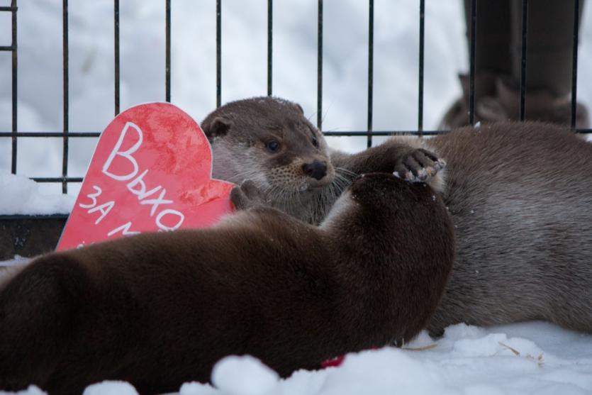 Фото В челябинском зоопарке произошло необычное предложение руки и сердца