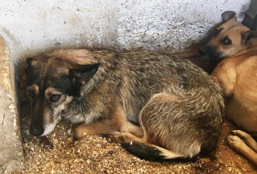 Фото Крик о помощи: у собак и щенков челябинского ветприемника осталось меньше месяца