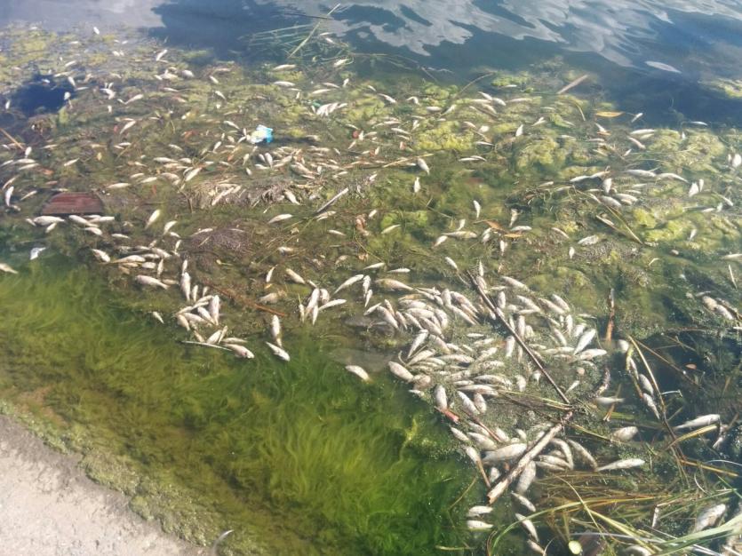 Фото В Шершневском водохранилище мрут окуни с ершами: виноваты водоросли