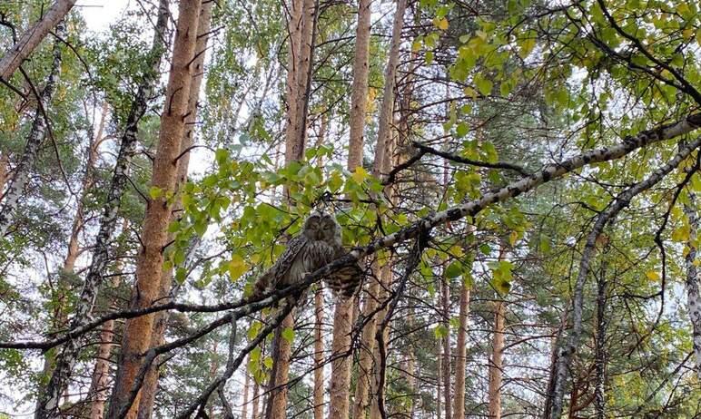Фото Дикие совы, которых вылечил челябинский Айболит, обрели свободу в заповедном лесу