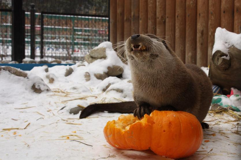 Фото Челябинский зоопарк организует для своих питомцев тыквенный фуршет