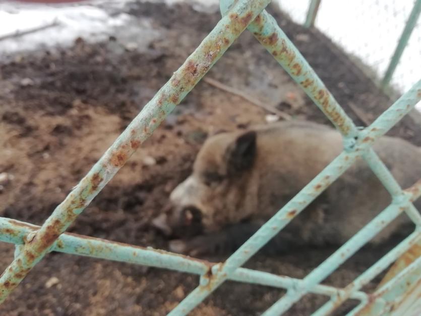 Фото В Челябинской области предпринимателя наказали за дикого зверя