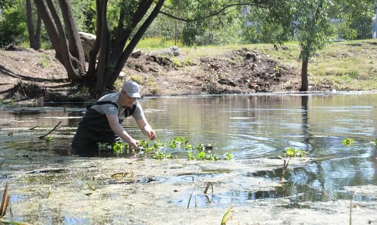 Фото Затопленный новосинеглазовский карьер спасут водные гиацинты