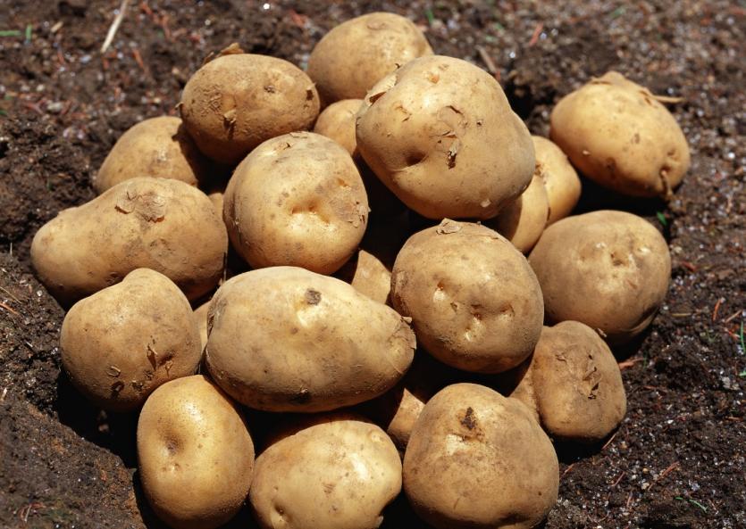 Фото Проблема семенного картофелеводства остро встала перед аграриями Челябинской области