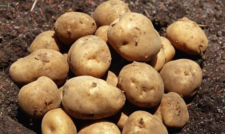 Фото В Челябинской области вырастет господдержка производства картофеля и овощей 