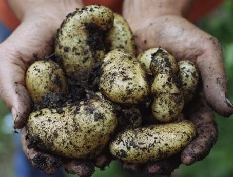 Фото В челябинской мэрии журналистам объяснили, как писать о дешевой картошке