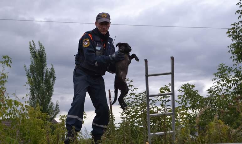 Фото Челябинские спасатели пришли на помощь угодившему в ловушку щенку