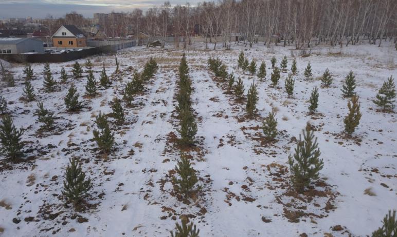 Фото В Челябинске высадили три тысячи новых деревьев