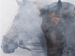 Фото В Ашинском районе подожгли конюшни с 70 лошадьми