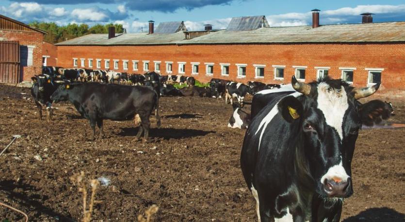 Фото Названы самые продуктивные молочные фермы в Челябинской области