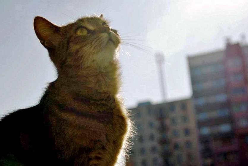Фото В Миньяре кошка на пожаре отдала жизнь за хозяина