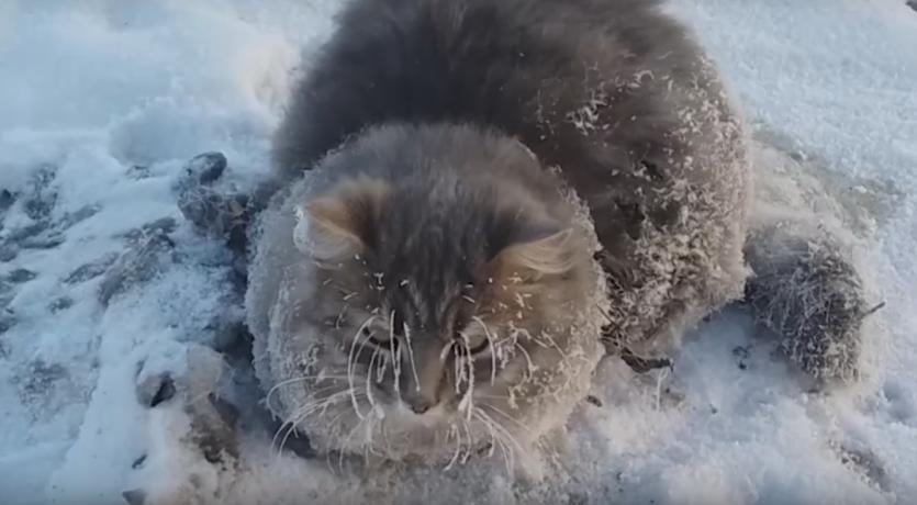 Фото Жители Златоуста спасли вмерзшую в лед кошку