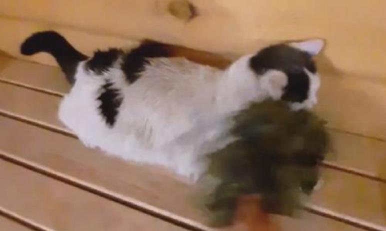 Фото В Челябинской области появился кот, любящий париться в бане 