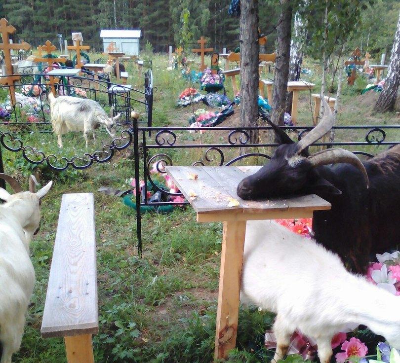 Фото На кладбище Миасса повадились ходить козы: они скачут по могилам и лакомятся розами