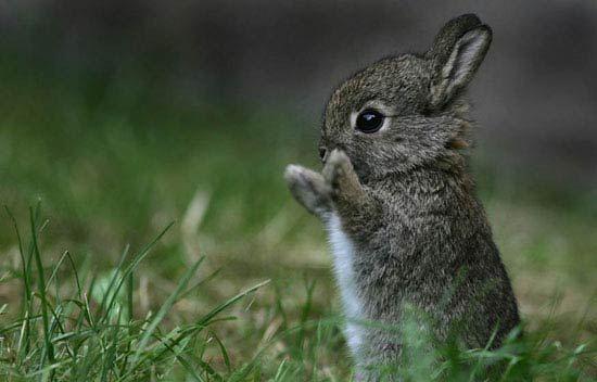 Фото В Челябинске вырос спрос на кроликов