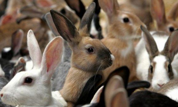 Фото Латвийские кролики порадовали челябинский Россельхознадзор
