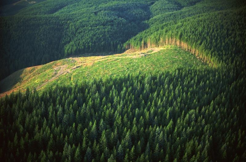 Фото На развитие лесного хозяйства в Челябинской области выделят 4,2 миллиарда рублей