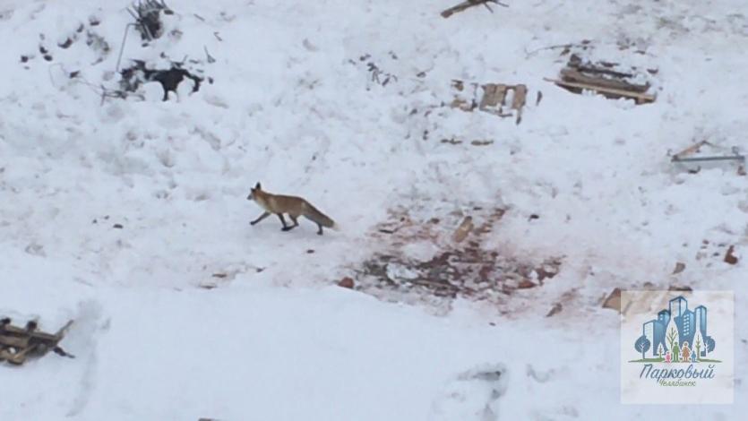 Фото По Челябинску гуляют лисы
