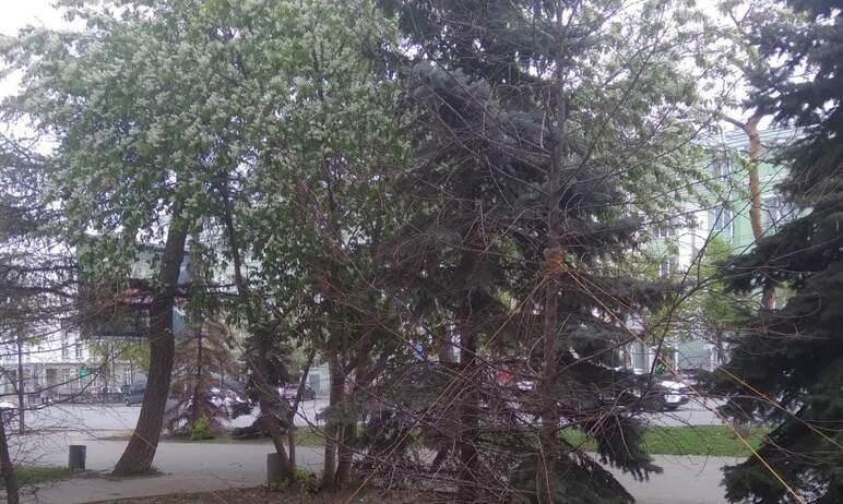 Фото В Челябинске засыхают даурские лиственницы, высаженные губернатором
