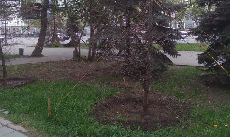 Фото Глава Челябинска поручила заменить засохшие деревья