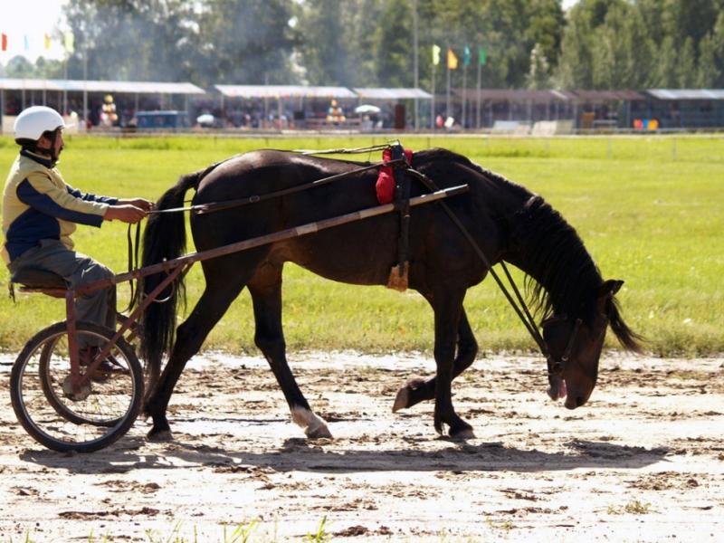 Фото В челябинском «Рифее» состоялось открытое областное первенство по конному спорту