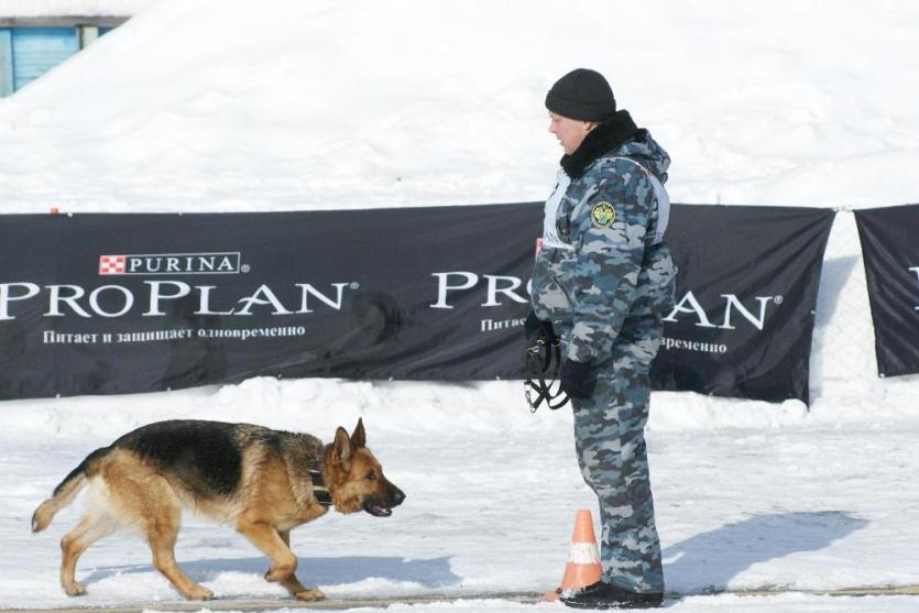 Фото Лучшие собаки УФО служат в Магнитогорской таможне