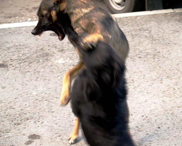 Фото Покусанный в Кусе бойцовыми собаками отсудил 45 тысяч рублей