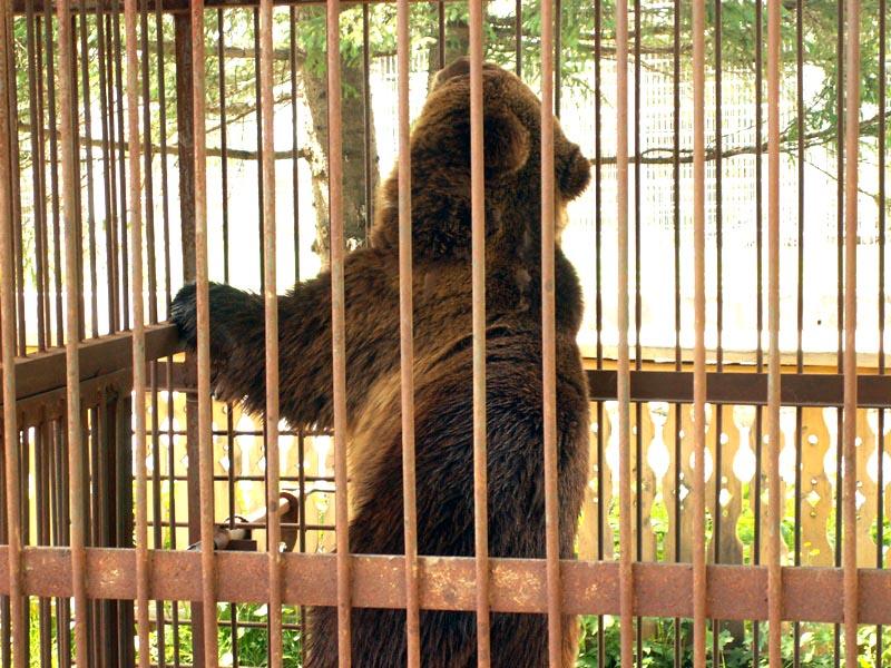 Фото Питомцы зоопарка в Челябинске уходят в спячку