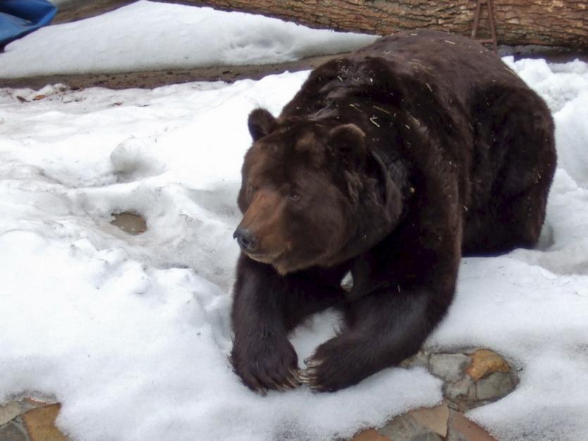Фото Очевидцы: Медведь, гулявший по Аше, был ранен в лапу