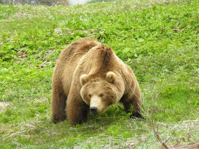 Фото Медведи ждут южноуральцев в субботу в гости