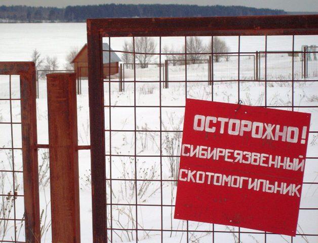 Фото  В Челябинской области животных, павших от болезней, хоронят с нарушениями