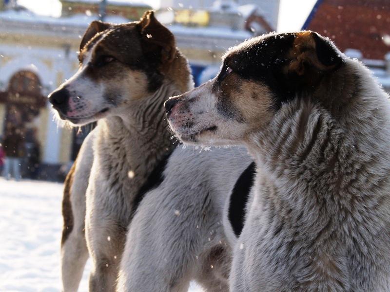 Фото Аша на карантине: больная собака покусала и взрослых, и детей