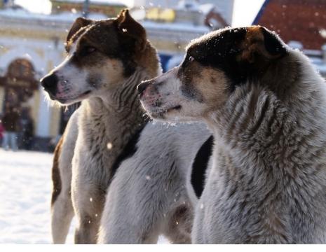 Фото В Челябинске новый аукцион по отлову животных проведут после устранения нарушений