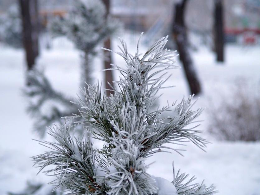 Фото Крепкие морозы, высокая влажность на фоне высокого атмосферного давления