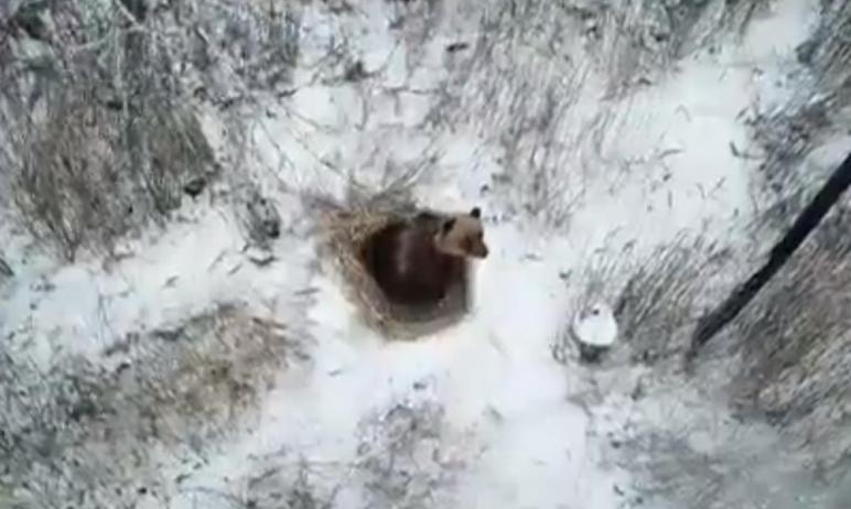 Фото Челябинские ученые опасаются, что новые правила охоты «превратят» медведей Южного Урала в шатунов 