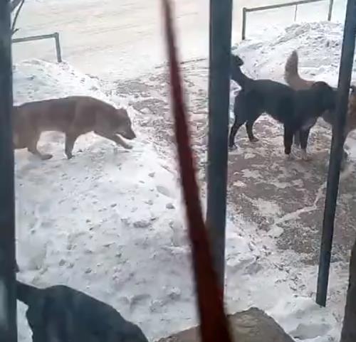 Фото В Магнитогорске свора голодных собак терроризирует жильцов многоэтажки