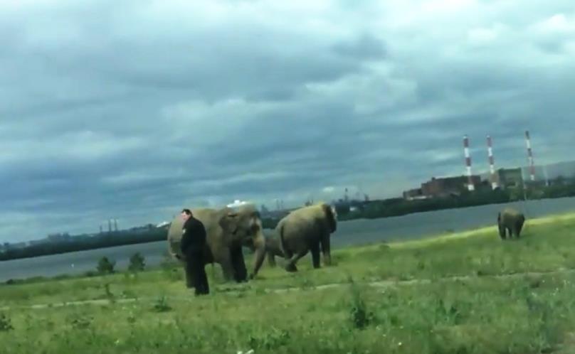 Фото Африканские слоны из Франции поздравили жителей Магнитогорска с 87-летием города